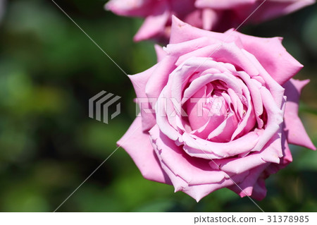 Rose flowers Blue bayu 31378985