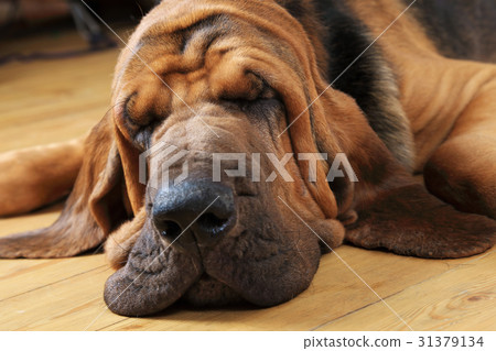 Bloodhound dog sleeping 31379134