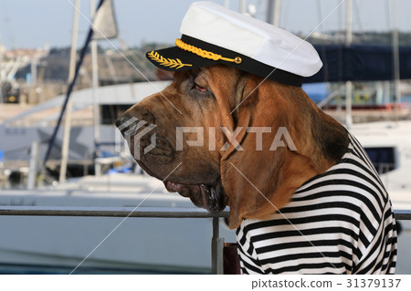 Bloodhound dog in a marine uniform Bloodhound dog in a marine uniform 31379137