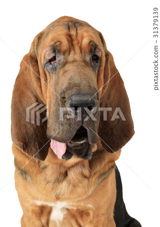 Portrait of purebred Bloodhound dog Portrait of purebred Bloodhound dog 31379139