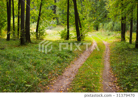 footpath between trees i 31379470