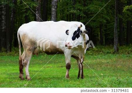 Cow grazing on a meadow 31379481