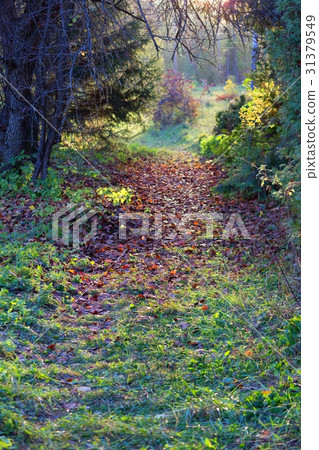 magic forest path 31379549