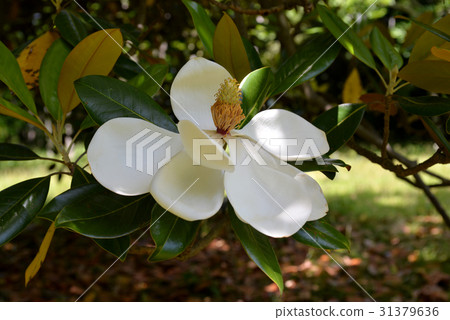 Taisambok大花 Taisambok大花 31379636