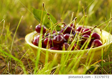 A bowl full of fresh cherries 31379772
