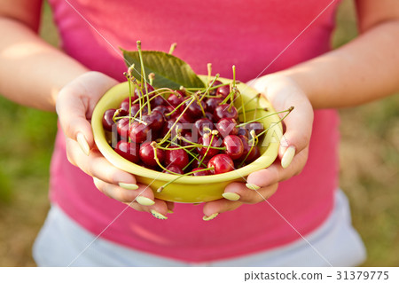Female hands holding fresh cherries 31379775