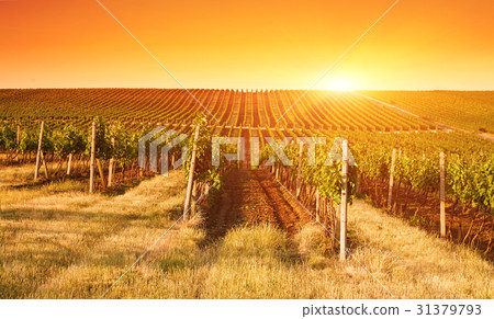 Evening view of the vineyards 31379793