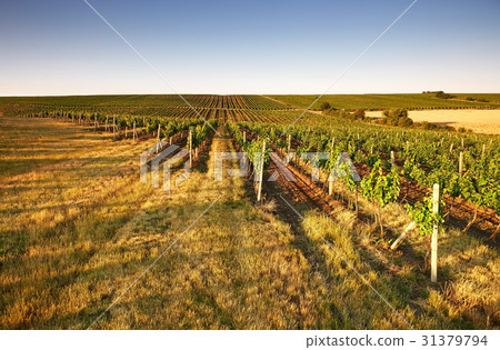 Evening view of the vineyards 31379794