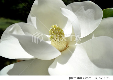 Taisambok大花 31379950