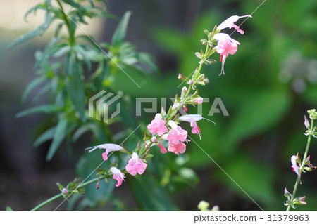 Salvia花珊瑚若蟲 Salvia花珊瑚若蟲 31379963