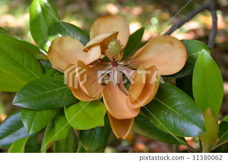 Dead flowers of Taisanboku Dead flowers of Taisanboku 31380062