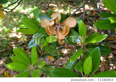 Dead flowers of Taisanboku 31380063