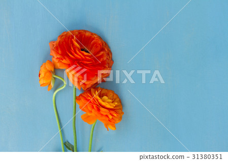 Orange ranunculus flowers Orange ranunculus flowers 31380351