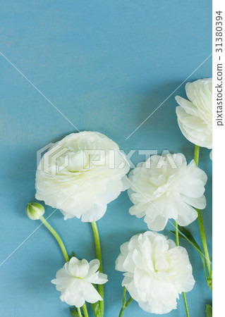 white ranunculus flowers white ranunculus flowers 31380394
