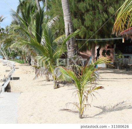 view of the beach with palm trees in Koh Samui view of the beach with palm trees in Koh Samui 31380626