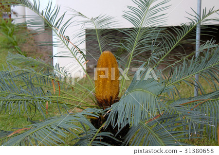 beautiful tropical fruit yellow brown, Koh Samui 31380658