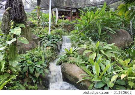 A scenic view in the garden butterflies, Koh Samui A scenic view in the garden butterflies, Koh Samui 31380662