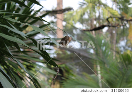 A scenic view in the garden butterflies, Koh Samui 31380663
