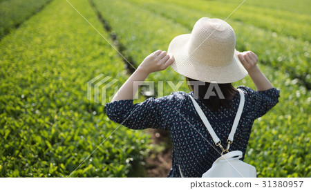 茶園 31380957