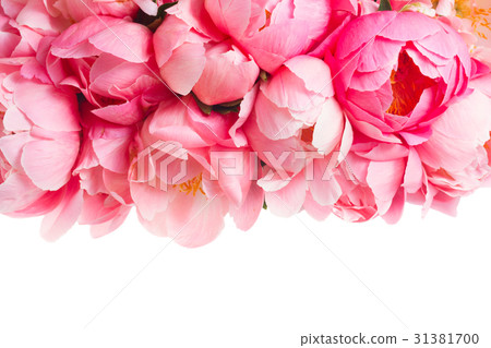 Fresh peony flowers Fresh peony flowers 31381700