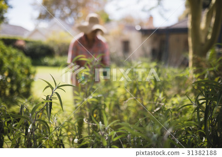 Senior woman standing by plants Senior woman standing by plants 31382188