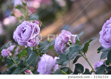 Rose shinobi Rose shinobi 31382310