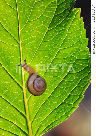 snails snails 31382314