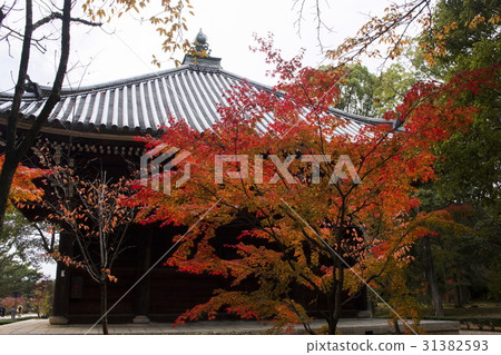 Autumn leaves of Ninna-ji Temple 31382593