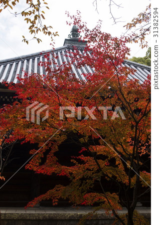 Autumn leaves of Ninna-ji Temple 31382594