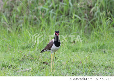 red-wattled lapwing red-wattled lapwing 31382748