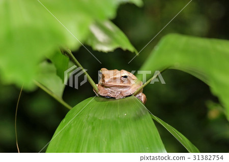 frog frog 31382754