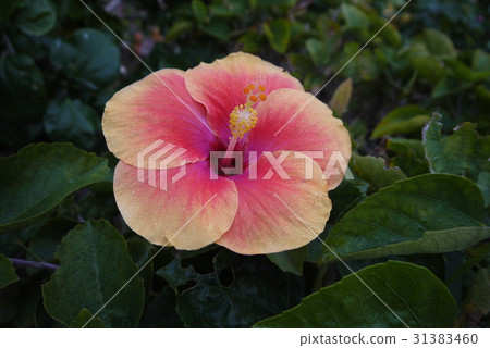 Hibiscus Hibiscus 31383460