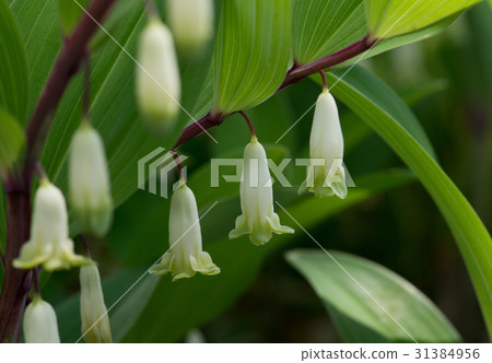Up flower of Amadokoro bloomed in the flowerbed of the park 31384956
