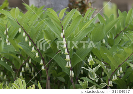 開花在公園的花圃裡的Amadocoro 開花在公園的花圃裡的Amadocoro 31384957