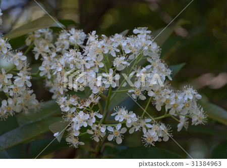 大麻moi花 大麻moi花 31384963