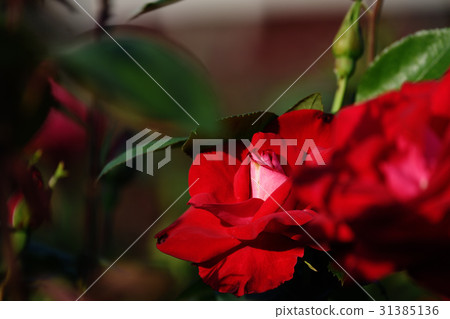 玫瑰 玫瑰 31385136