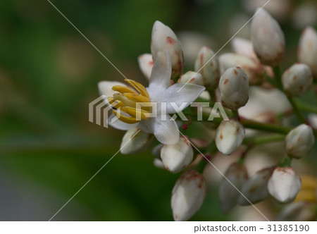 南部的天空花 南部的天空花 31385190