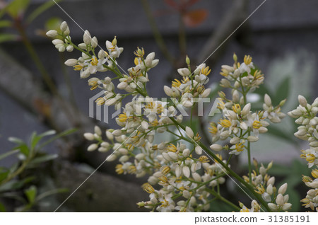 切花南部的花朵 31385191