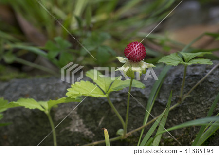 Fruit of the snake strawberry 31385193
