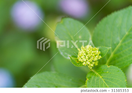 繡球花芽 31385353