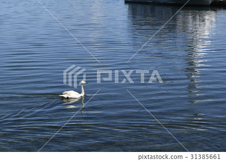 Swan's appearance Swan's appearance 31385661