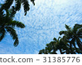 Palm trees and blue sky 31385776
