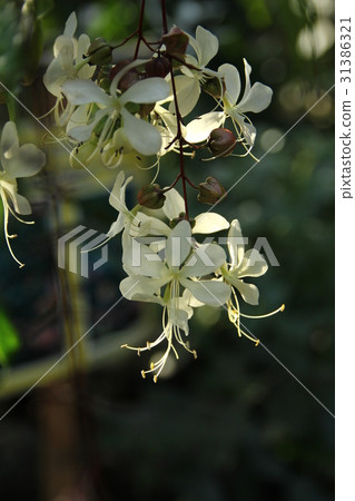 Grape vanilla 31386321