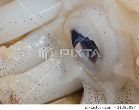 魷魚的嘴巴 31386887