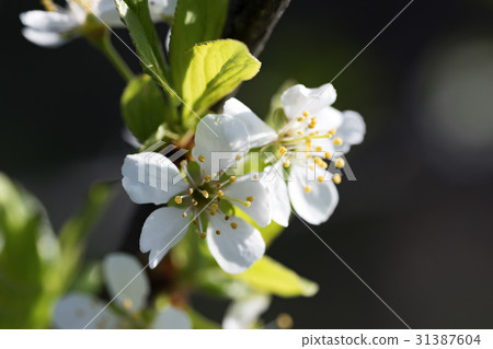 Flowering cherry branch in May Flowering cherry branch in May 31387604