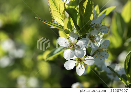 Flowering cherry branch in May Flowering cherry branch in May 31387607