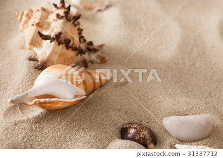 Sea beach sand and seashells background, natural 31387712