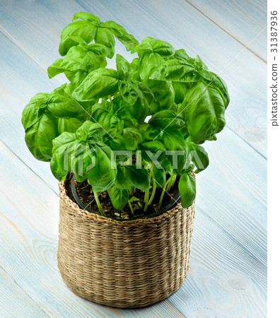 Fresh Green Basil 31387936