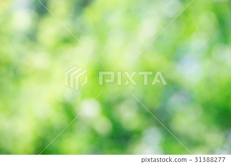 green bokeh background green bokeh background 31388277