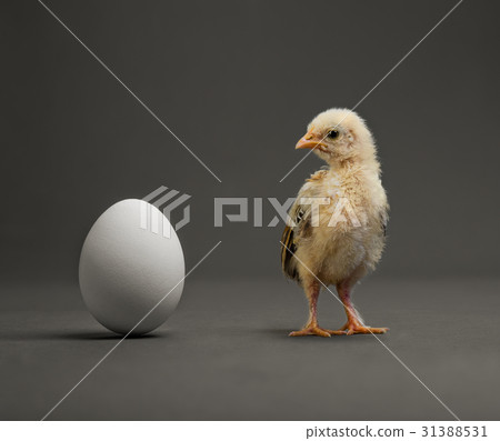 chick and egg chick and egg 31388531